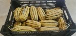 Delicata Squash 2026 Season naturally grown